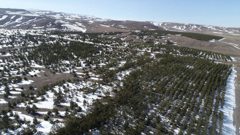 Sivas'ta dikilen ağaçlar büyüdü, bozkır orman oldu