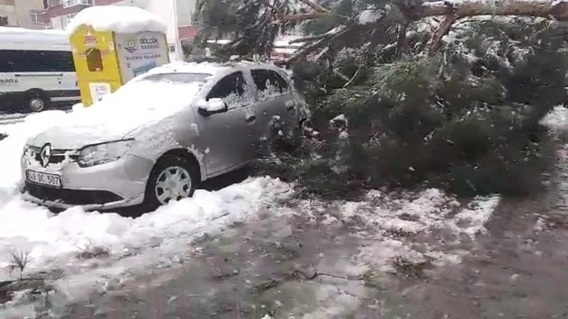 Kocaeli'de ağaç park halindeki araçların üzerine devrildi