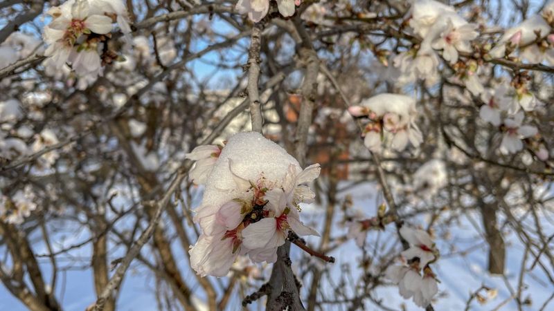 Edirne'de yalancı bahara aldanıp, çiçeklenen meyve ağaçları buz tuttu