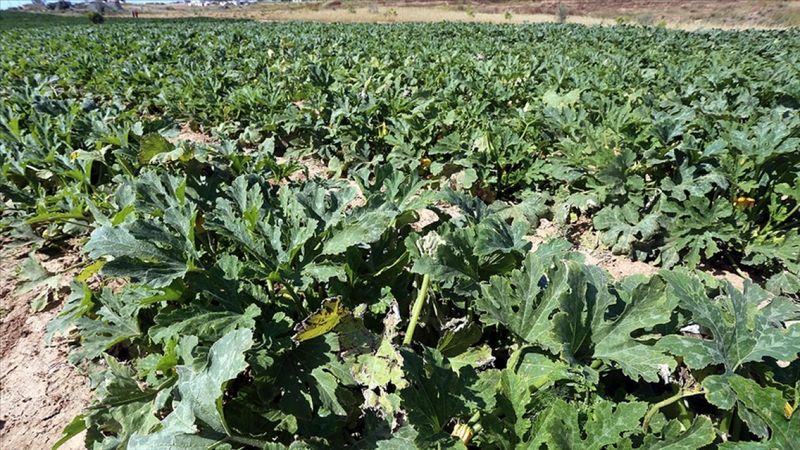 Bilinçsiz tarım ilacı kullanımı bitkiye zarar veriyor