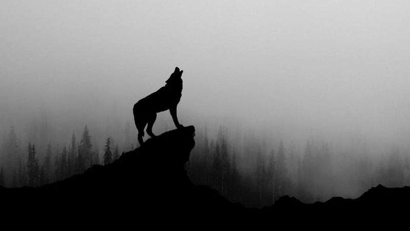 Börü ne demek, ne anlama gelir? Börü kelimesinin anlamı..