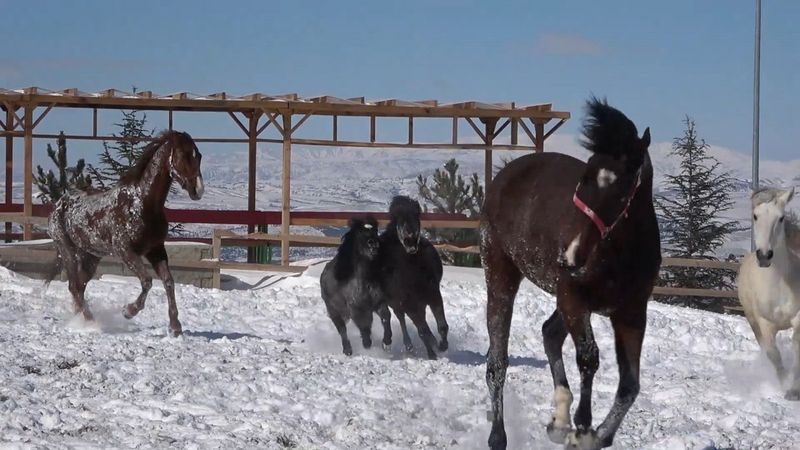 Kırıkkale'nin Dinek Dağı'nda atlar kar banyosu yaptı