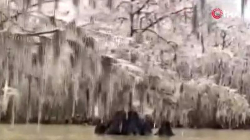 ABD'nin Louisiana eyaletinde ağaçlar dondu