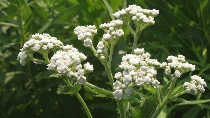 Kinin nedir, faydaları nelerdir? Kinin nasıl kullanılır, yan etkisi var mı?