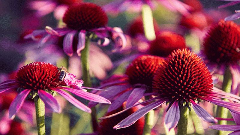 Ekinezya (kirpi otu) nedir, nasıl tüketilir? Ekinezyanın faydaları nelerdir?