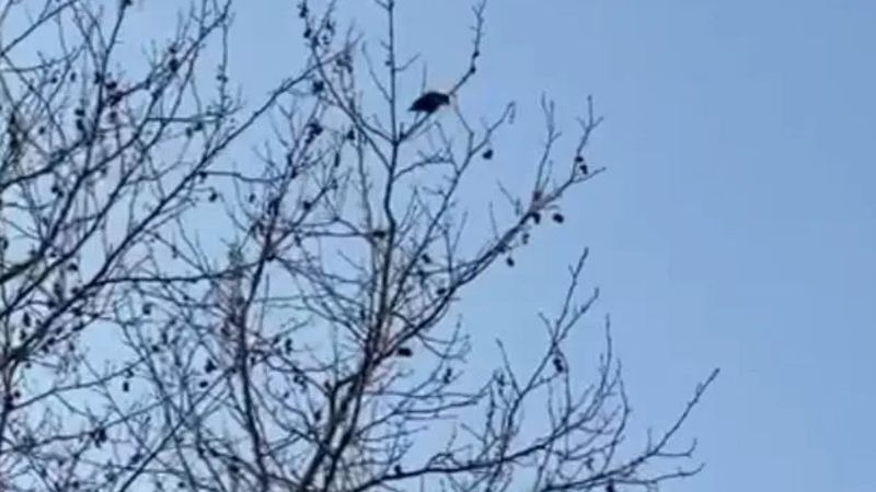 Kocaeli'de 'Allahu ekber' diyen karga, duyanları hayrete düşürdü