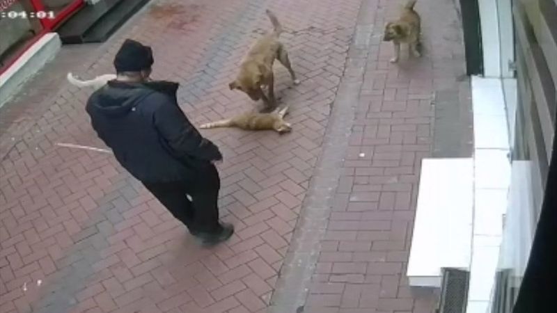 Balıkesir'de beslediği köpeklerine 20 kediyi boğdurttu