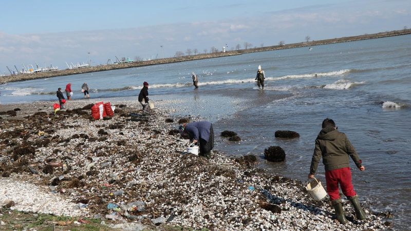 Samsun'da kıyıya vuran salyangozlar ekmek kapısı oldu