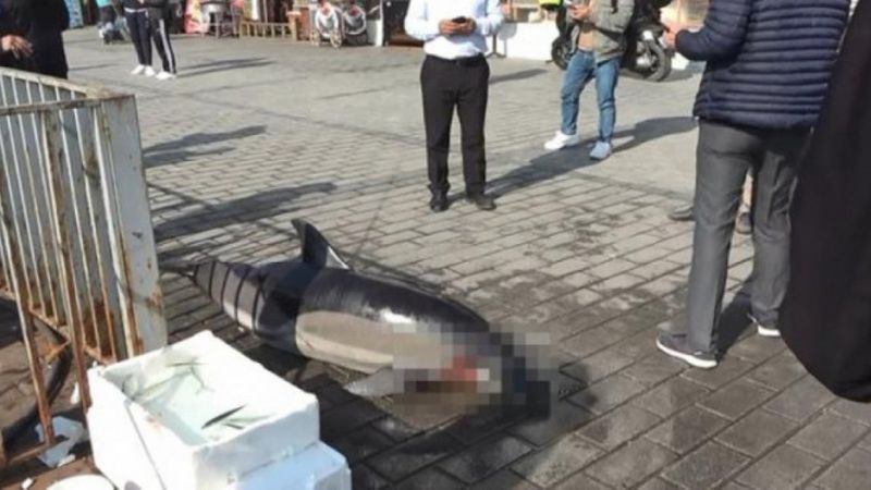 İstanbul'da ölü yunus karaya vurdu