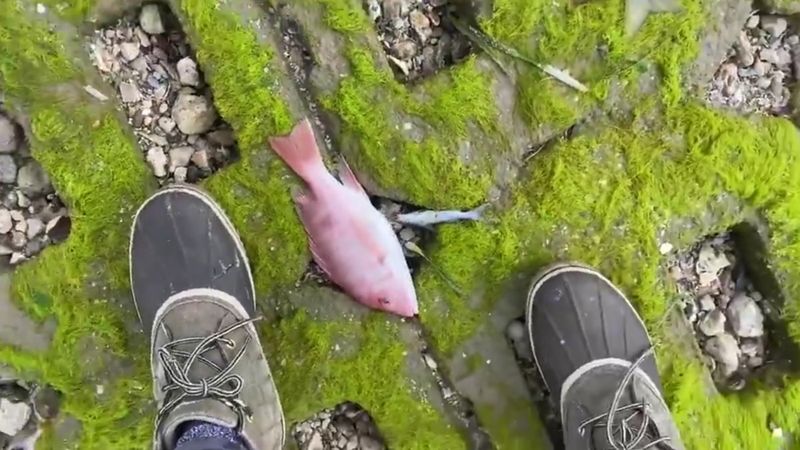 Teksas'da donan balıklar kıyıya vurdu