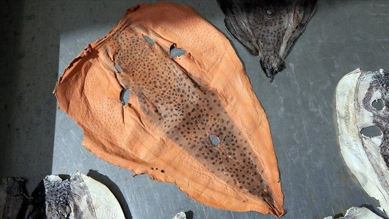 Balon balığının derisinden ayakkabı üretilecek