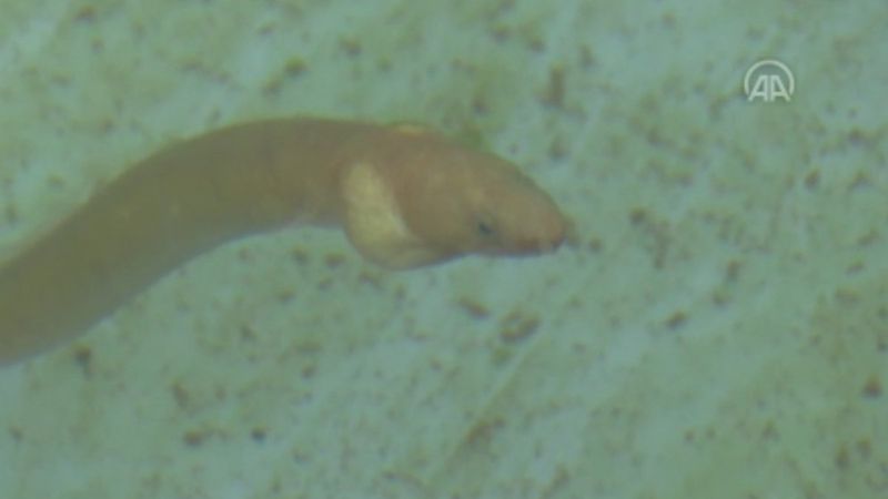 ‘Yılan kurdu balığı’ Çanakkale Boğazı'nda görüntülendi