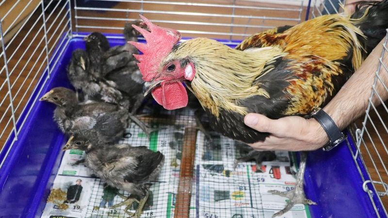 Denizli'de öterken bayılan fenomen horozun 10 yavrusu oldu