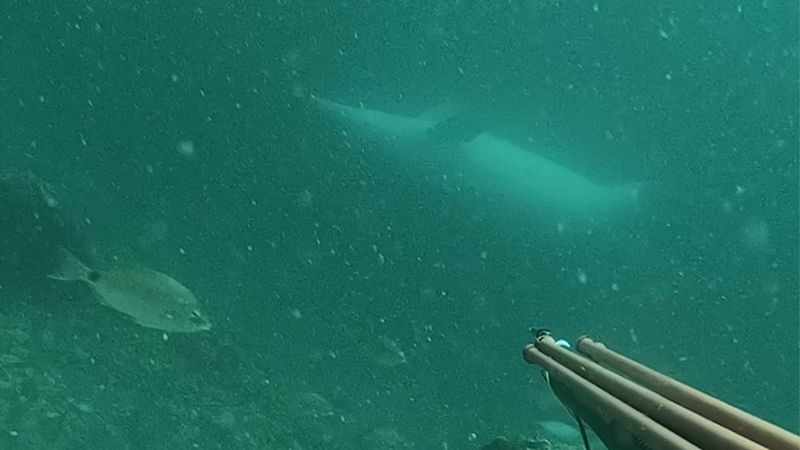 Çanakkale'de ters yüzen yunus