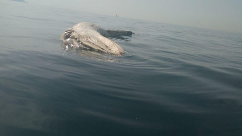 Hatay'da balıkçılar ölü balinaya rastladı
