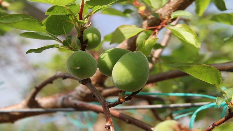 Çağla nedir, faydaları nelerdir? Çağla hangi hastalıklara iyi gelir?