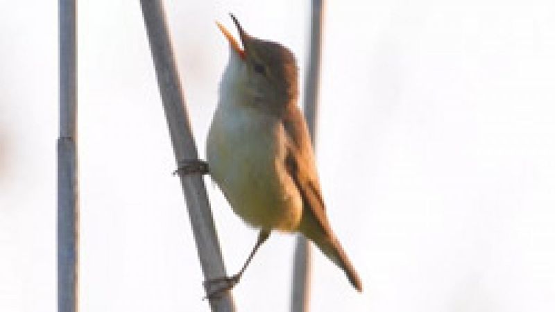 Doğa fotoğrafçısı, Marmara Bölgesi'nde 100'e yakın kuş türünü görüntüledi