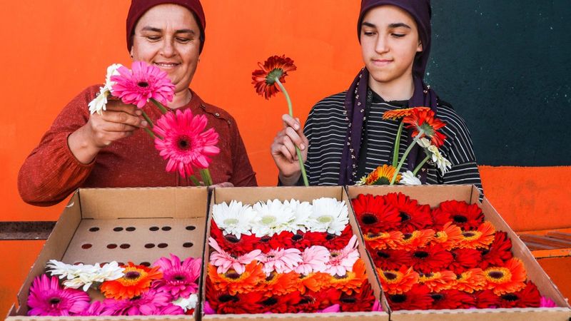 Dünya kadınlarının çiçekleri, Antalyalı kadın tarım işçilerinin eliyle hazırlanıyor