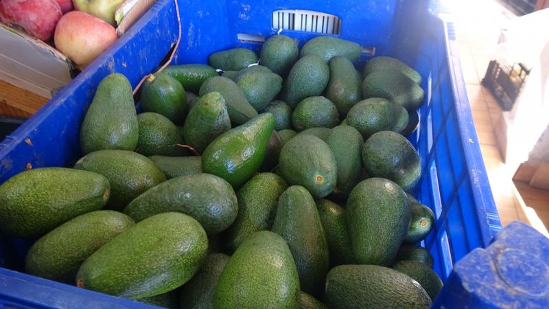 Mersin'de muzun yerini avokado aldı