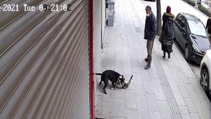 Hatay'da sahipsiz pitbull kediye saldırıp telef etti