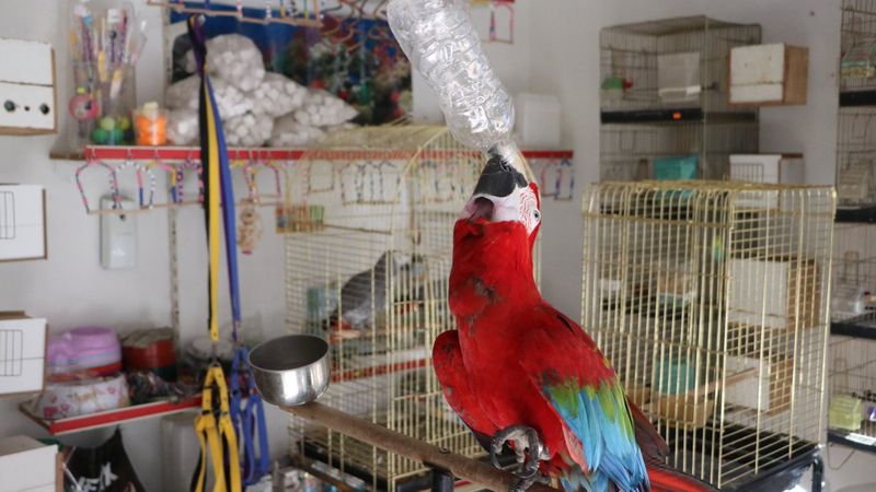 Mersin’de şarkı eşliğinde oynayan papağan