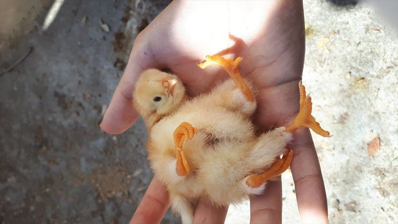 Manisa'da doğan 4 ayaklı civciv yaşayamadı