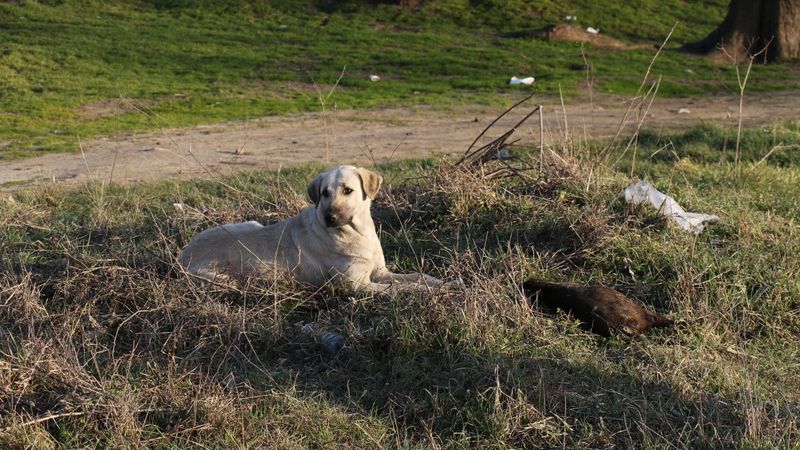 Edirne’de vahşice yakılan 8 yavru köpek ölüsü bulundu