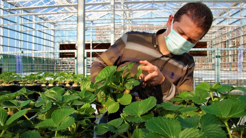 Türkiye, topraksız ve dikey tarımla üretimini artırıyor