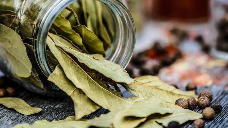 Defne yaprağı nedir, faydaları nelerdir? Defne yaprağı nasıl tüketilir?