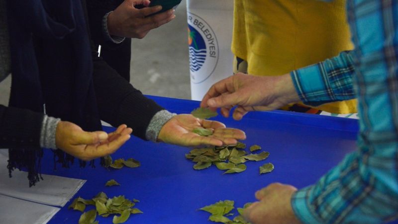 Defne yaprağı kadınlara ek gelir oluyor