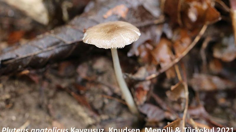 Sadece Türkiye'de yetişen mantar türü keşfedildi