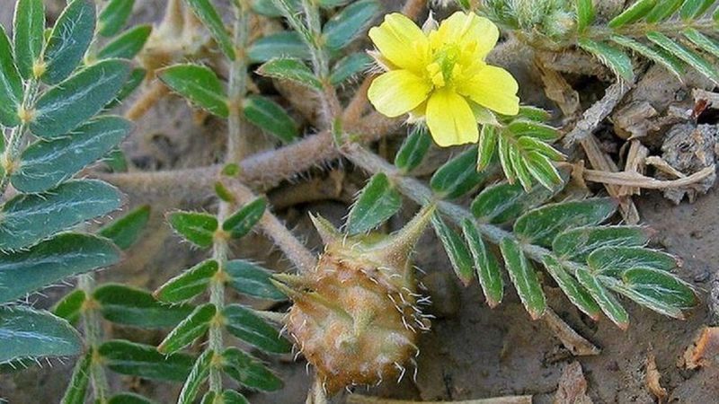 Çoban çökerten nedir, faydaları nelerdir? Çoban çökerten hangi hastalıklara iyi gelir, nasıl kullanılır?