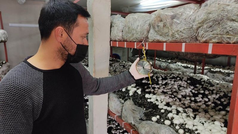 Çalışma ekonomisi okudu, Samsun'daki köyünde mantar üretimine başladı