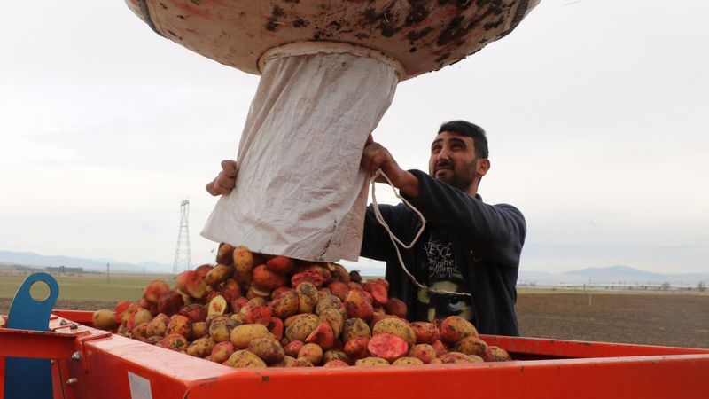 Sandıklı'da patates ekim zamanı başladı