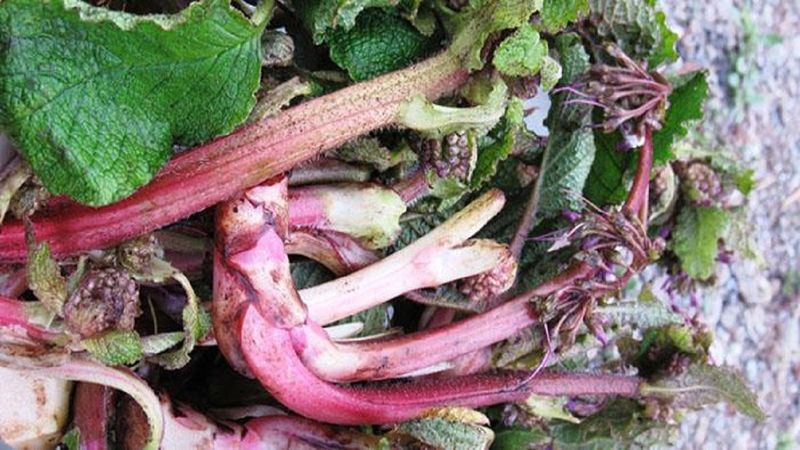 Kaldirik otu nedir, faydaları nelerdir? Kaldirik otu (ıspıt) nasıl kullanılır, nerede bulunur?