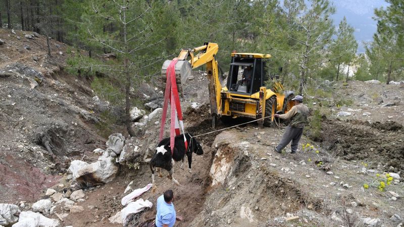 Antalya'da yamaçtan yuvarlanan inek 2 gün sonra kurtarıldı
