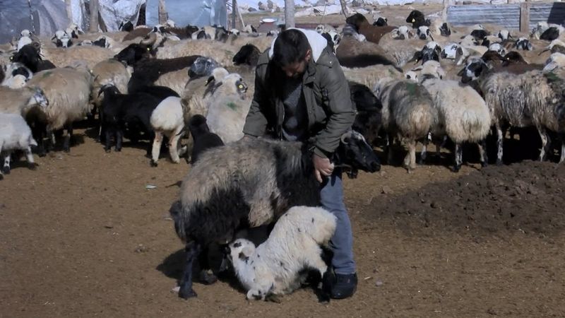 Diyarbakır'ın 200 kuzu, anneleriyle buluştu