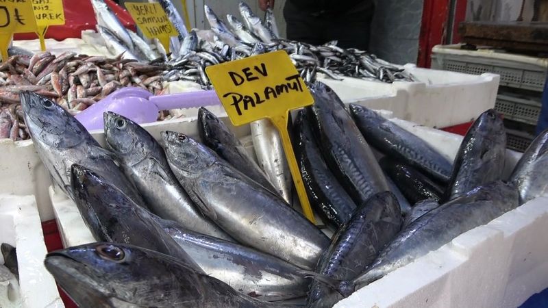 2 ay önce elveda denilen palamut yeniden tezgahlarda