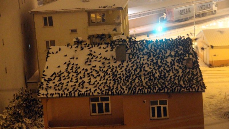 Ardahan'ı istila eden kargaların sırrı çözüldü