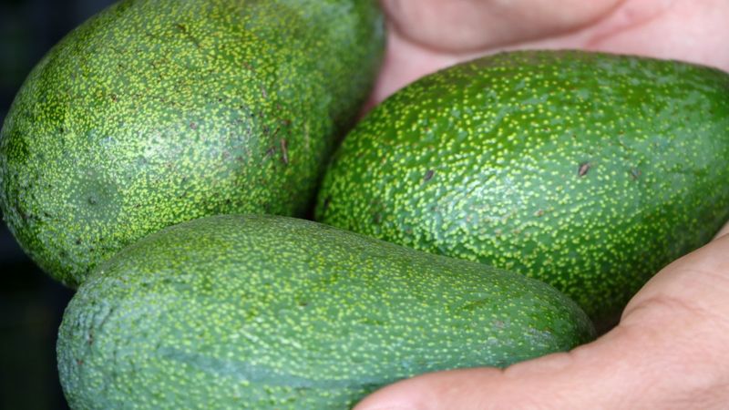Antalya'da yetişen avokado, pandemide büyük talep görüyor