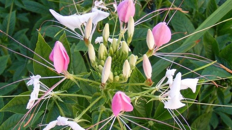 Çöven otu nedir, faydaları nelerdir? Çöven otu neye iyi gelir, nerelerde kullanılır?