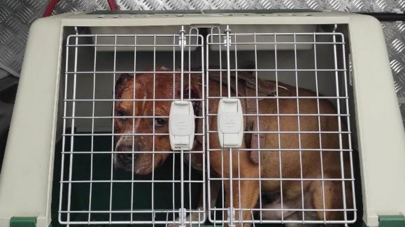 Ağrı'da köpeğe eziyet eden kişiye 11 bin 500 lira ceza kesildi