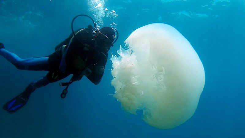 Antalya Körfezi'nde 'başıboş denizanası' yoğunluğu