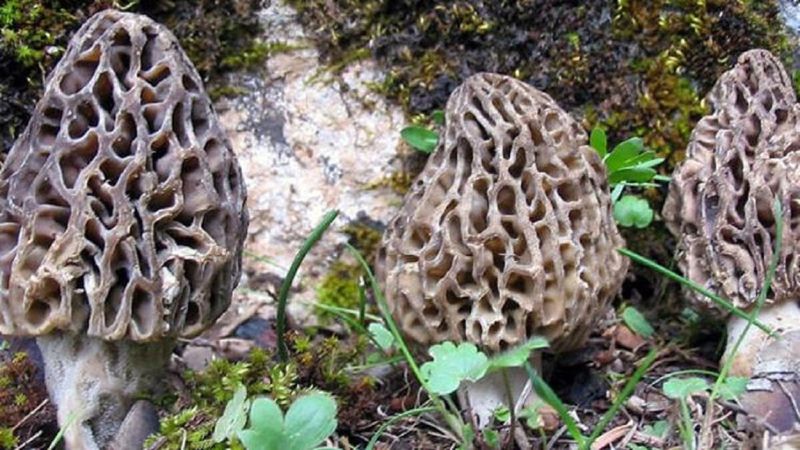 Kuzugöbeği nedir, faydaları nelerdir? Kuzugöbeği mantarı nasıl pişirilir?