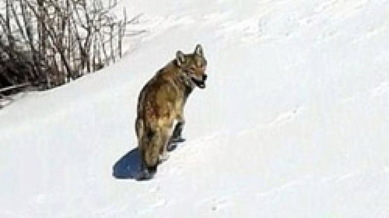 Erzincan'da karlı arazide kurda kaval dinlettiler