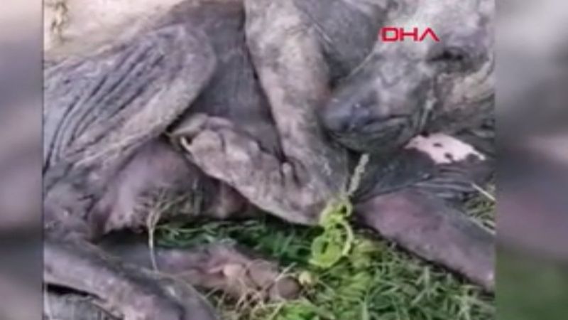 Osmaniye'de ölmek üzere bulunan köpek sağlığına kavuştu