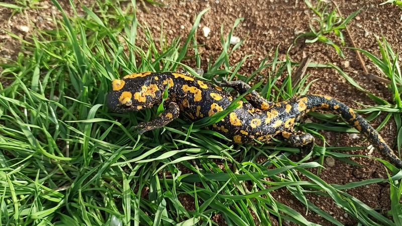 Batman’da benekli Anadolu semenderi görüldü