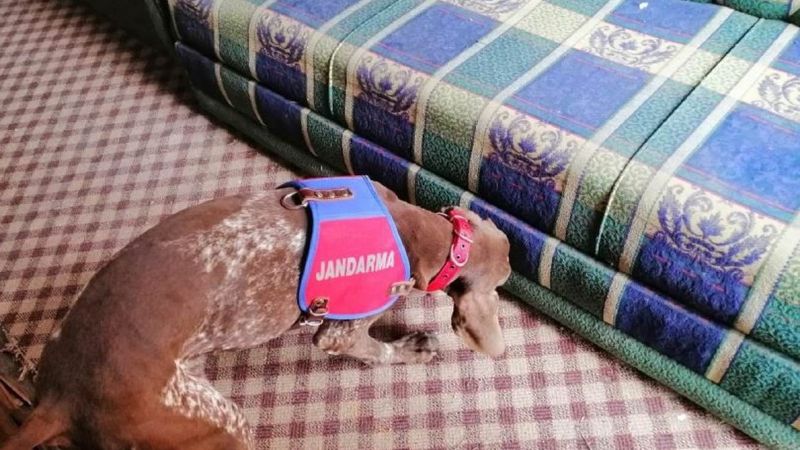 Karabük'te Narkotik köpeği 'Radar' uyuşturucuya geçit vermedi