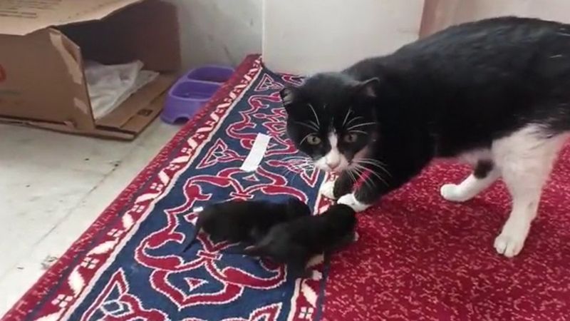 Bursa’da camide doğum yapan kediye cemaat sahip çıktı