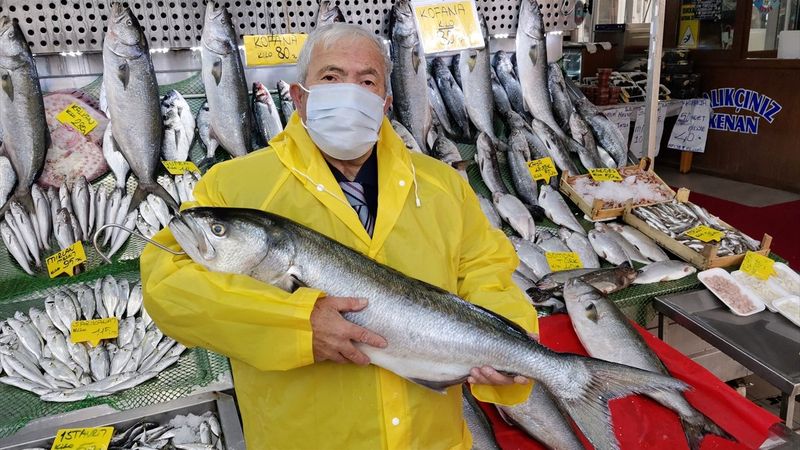 Balık tezgahlarında kofana bolluğu başladı